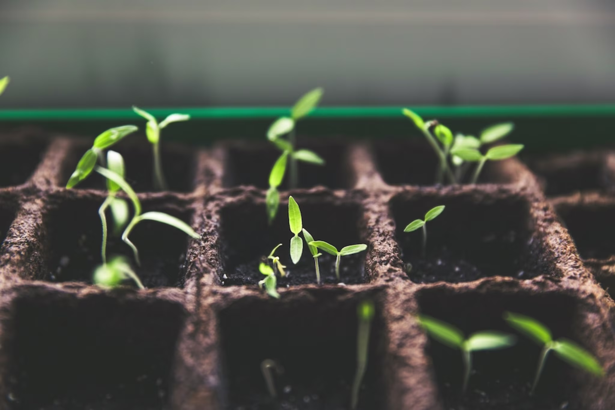 growth